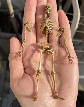 1/18 Masto Galvos Skeletas, Kaulai Žmogaus Skeleto Modelis 3.75 in Action Figure Aksesuaras Scenoje 